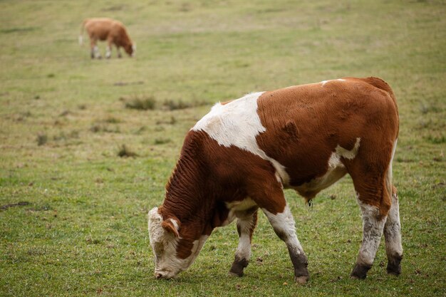 Stier auf der Weide Tschechien