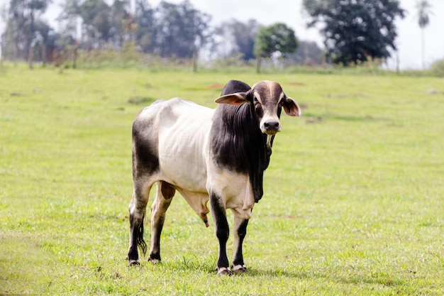 Stier auf einem sonnigen Feld