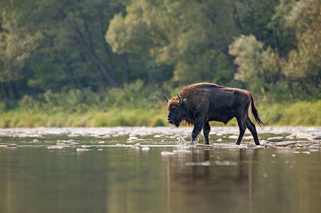 Stier des europäischen Bisons, der einen Fluss überquert