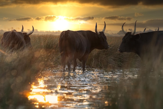 Stiere im Camargue-Gebiet