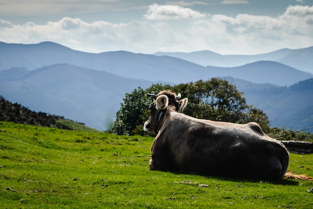 Stiere und Kühe leben in Freiheit in den Bergen