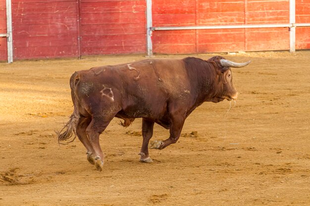 Stierkampfunterhaltung Stierkampf, spanischer mutiger Stier in einer Stierkampfarena. Das Tier ist braun und hat sehr scharfe Hörner