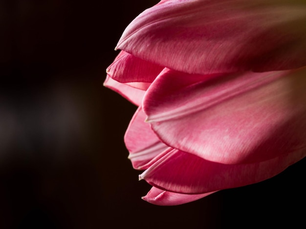 Still Life Tulip aislado sobre fondo negro