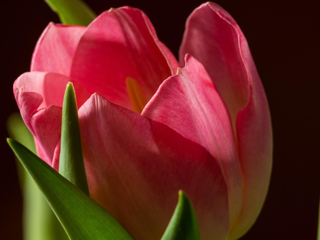 Still Life Tulip aislado sobre fondo negro