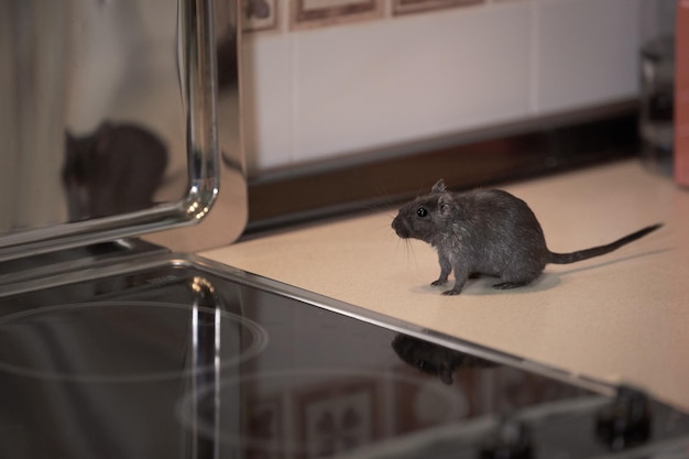 Foto stille nagetiere schnüffeln in der küche