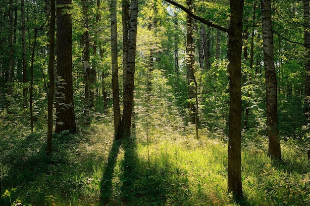 Stiller Laubwald im Frühling mit schönen hellen Sonnenstrahlen Fernweh-Hintergrundidee