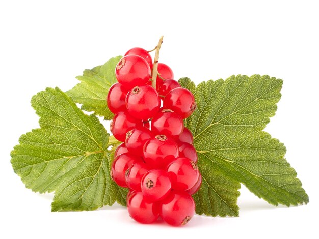 Stillleben mit roten Johannisbeeren und grünen Blättern