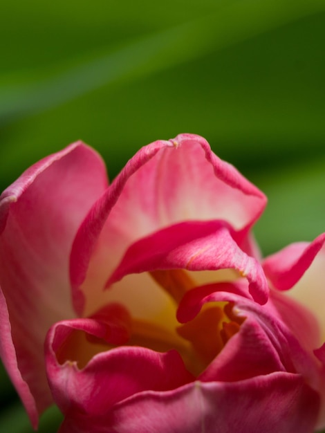 Stillleben Tulpe isoliert auf grünem Hintergrund