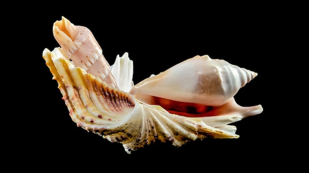 Stillleben von Muscheln auf schwarzem Hintergrund