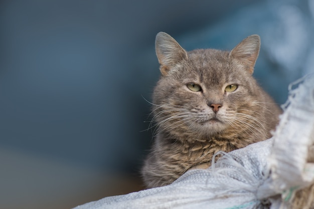 Stillstehende Dorfkatze, neugierige Katze im Dorf