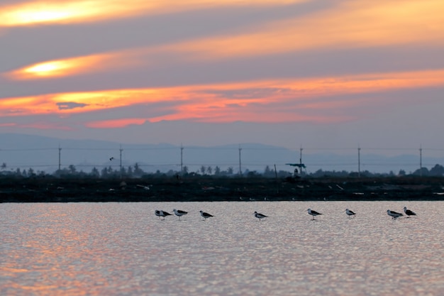 Stilt Birds de alas negras en el campo de sal al atardecer