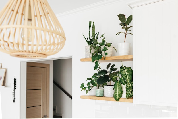 Stilvolle grüne Zimmerpflanzen auf Holzregalen Moderne Raumdekoration