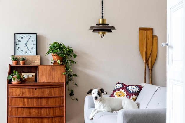 Stilvolle Retro-Komposition des Wohnzimmers mit Vintage-Holzschrank, Pflanzen, Uhr, Paddel, Pendelleuchte und eleganten Accessoires. Schöner Hund, der auf dem Sofa liegt. Retro-Wohnkultur.