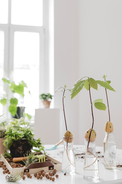 Stilvolle und botanische Komposition des heimischen Innengartens füllte viele Pflanzen in verschiedenen Designs, elegante Töpfe auf dem weißen Tisch.