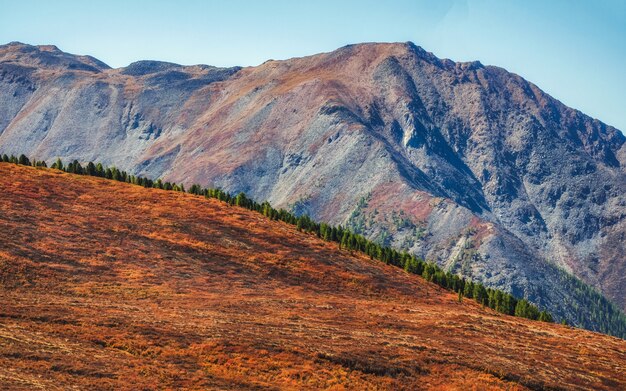 Stimmungsvolle herbstliche Berglandschaft. Panoramalandschaft mit dem Rand eines Nadelwaldes und Berge in einem leichten Nebel. Altai-Gebirge.