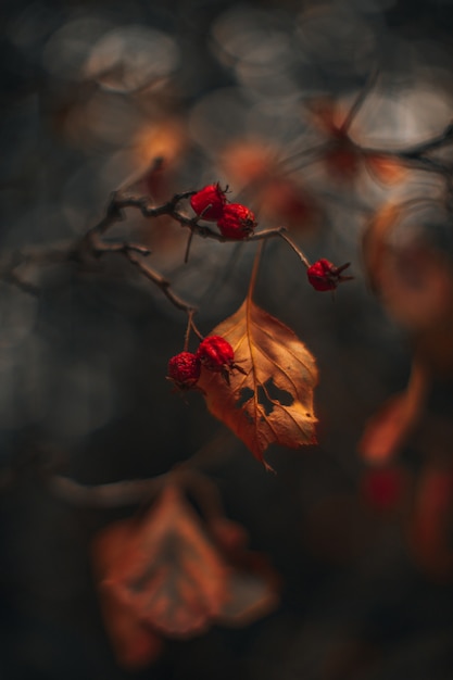 Stimmungsvolle herbstliche trockene Baumblätter mit roten Waldbeeren Oktober Hintergrund Herbstsaison Textfreiraum