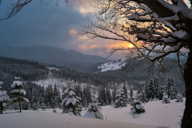 Stimmungsvolle landschaft mit kiefern bedeckt mit frisch gefallenem schnee im winterbergwald am kalten, düsteren abend.