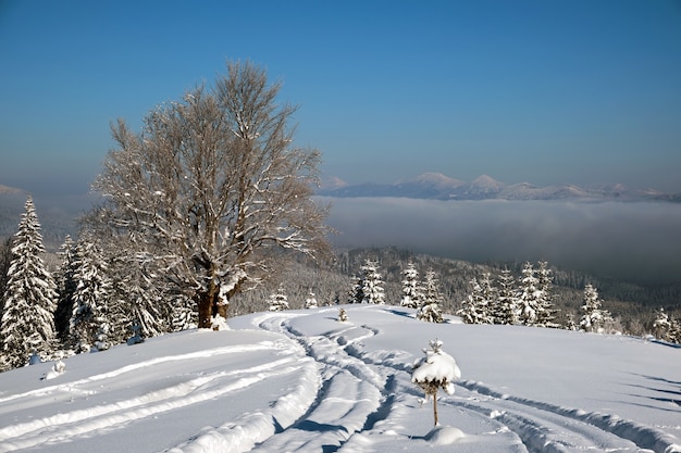 Stimmungsvolle Landschaft mit Wanderwegen und Kiefern bedeckt mit frisch gefallenem Schnee im Winterbergwald an einem kalten, düsteren Abend.