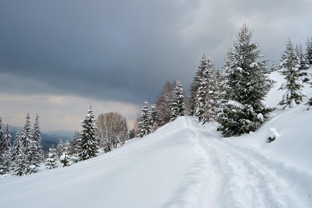 Stimmungsvolle Landschaft mit Wanderwegen und Kiefern bedeckt mit frisch gefallenem Schnee im Winterbergwald an einem kalten, düsteren Abend.