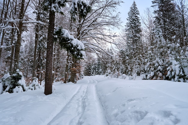 Stimmungsvolle Landschaft mit Wanderwegen und Kiefern bedeckt mit frisch gefallenem Schnee im Winterbergwald an einem kalten, düsteren Abend.