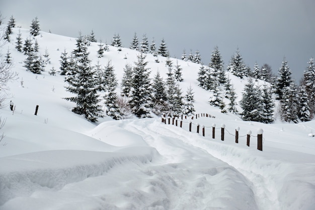 Stimmungsvolle Landschaft mit Wanderwegen und Kiefern bedeckt mit frisch gefallenem Schnee im Winterbergwald an einem kalten, düsteren Abend.