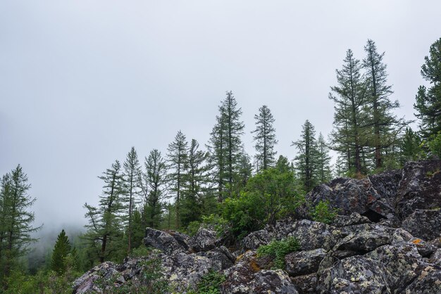 Stimmungsvolle Waldlandschaft mit Nadelbäumen auf einem steinigen Hügel in tiefen Wolken bei Regenwetter. Dichter Nebel im dunklen Wald unter grau bewölktem Himmel. Geheimnisvolle Landschaft mit Nadelwald in dichtem Nebel