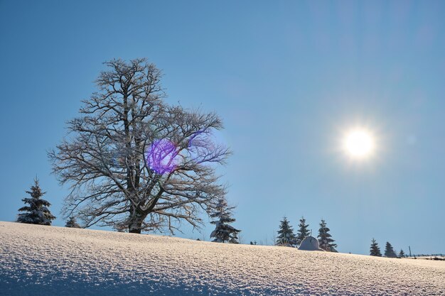 Stimmungsvolle Winterlandschaft mit dunklem kahlen Baum auf bedeckt mit frisch gefallenem Schneefeld in winterlichen Bergen an kalten, düsteren Tagen.