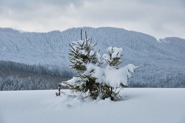 Stimmungsvolle Winterlandschaft mit kleiner Kiefer auf bedeckt mit frisch gefallenem Schneefeld in winterlichen Bergen an einem kalten, trüben Tag.