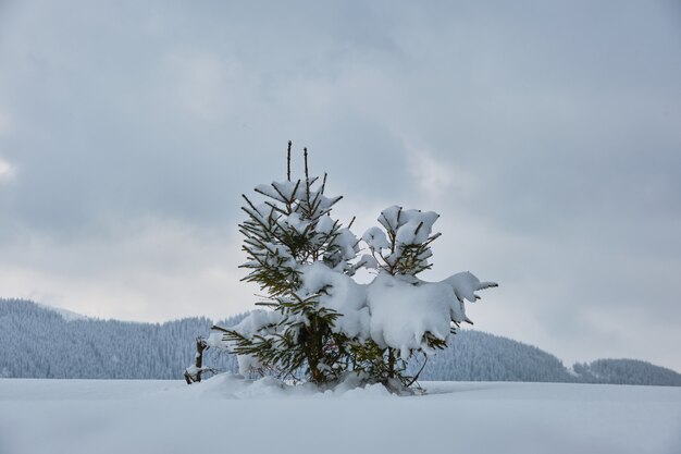 Stimmungsvolle Winterlandschaft mit kleiner Kiefer auf bedeckt mit frisch gefallenem Schneefeld in winterlichen Bergen an einem kalten, trüben Tag.