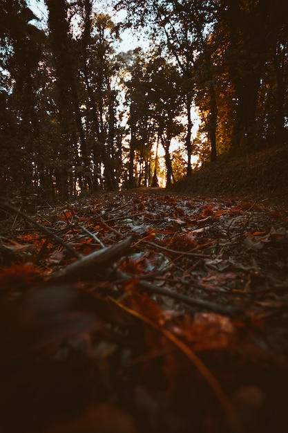 Stimmungsvoller Wald im Herbst