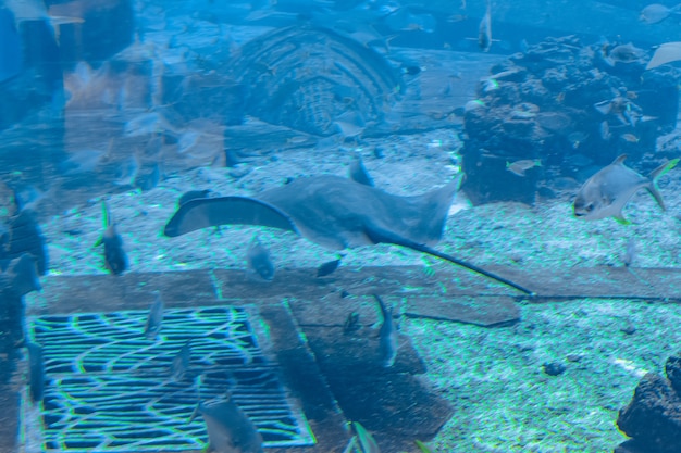 Sting ray nadando bajo el agua. La mantarraya de cola corta o mantarraya lisa (Bathytoshia brevicaudata) es una especie común de mantarraya de la familia Dasyatidae. Atlantis, Sanya, isla de Hainan, China.