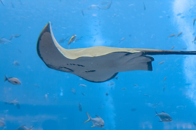 Sting ray nadando bajo el agua. La mantarraya de cola corta o mantarraya lisa (Bathytoshia brevicaudata) es una especie común de mantarraya de la familia Dasyatidae. Atlantis, Sanya, isla de Hainan, China.