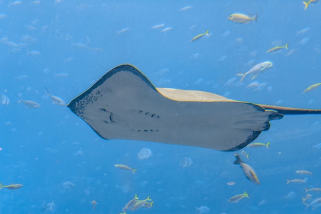 Foto sting ray nadando bajo el agua. la mantarraya de cola corta o mantarraya lisa (bathytoshia brevicaudata) es una especie común de mantarraya de la familia dasyatidae. atlantis, sanya, isla de hainan, china.