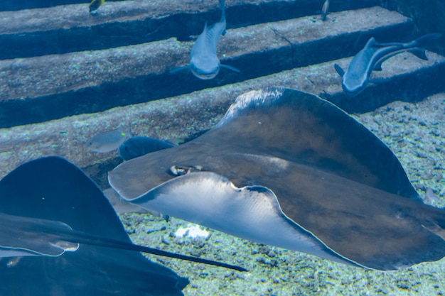 Foto sting ray nadando bajo el agua. la mantarraya de cola corta o mantarraya lisa (bathytoshia brevicaudata) es una especie común de mantarraya de la familia dasyatidae. atlantis, sanya, isla de hainan, china.