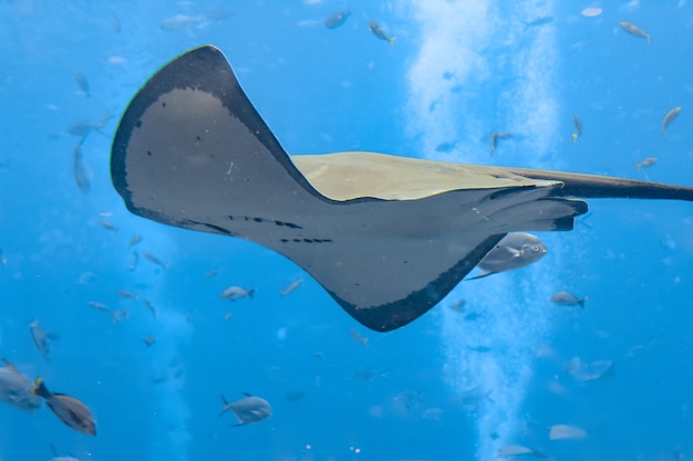 Sting ray nadando bajo el agua. La mantarraya de cola corta o mantarraya lisa (Bathytoshia brevicaudata) es una especie común de mantarraya de la familia Dasyatidae. Atlantis, Sanya, isla de Hainan, China.