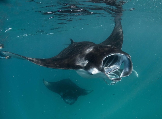 Foto stingrays schwimmen im meer