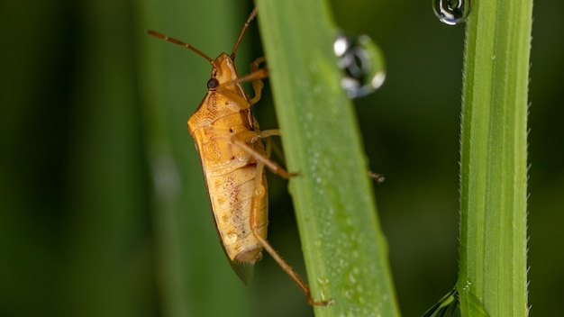 Stink Bug der Familie Pentatomidae