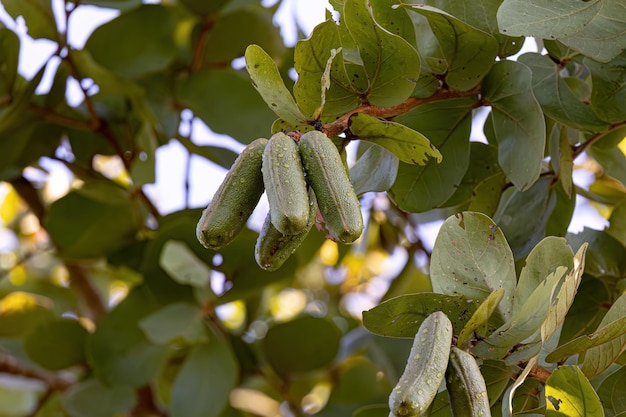 Stinktoe-Baum mit Früchten