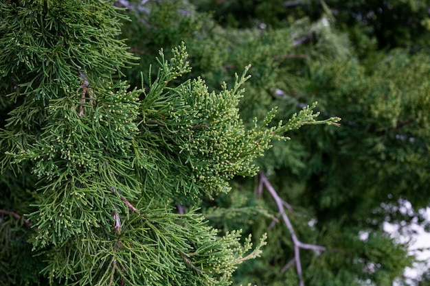 Östlicher roter Zedernbaum Juniperus Virginiana ist Naturhintergrund
