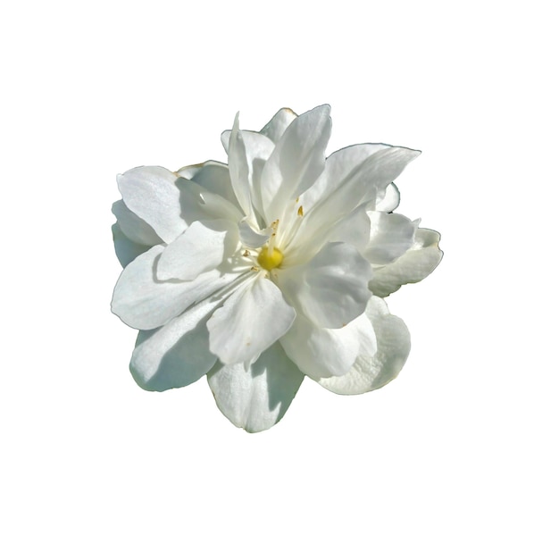 Stock Foto Blume weißer Jasmin schöne Sommerblume