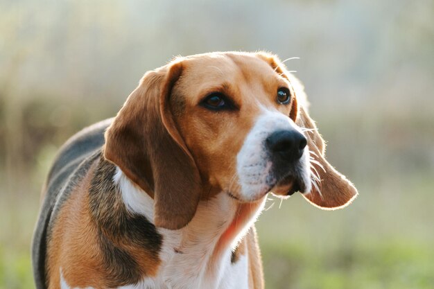 Stock Foto eines Beagle-Hundes, der in die Kamera spielt und bellt