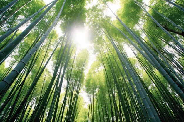 Stock-Foto von Bamboo Forest, professionelle Fotografie