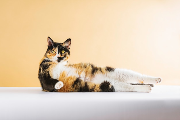 Stock Fotografie Katze seitlich gestreckt