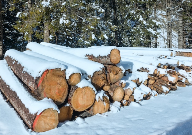 Stock de leña a lo largo de la carretera de invierno cerca del bosque de abetos.