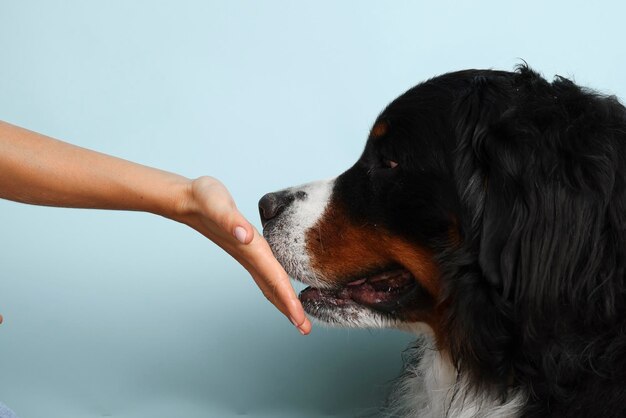 Stock Photo Bernese mountain dog em um fundo azul pálido Foto de estúdio de um cachorro e uma mão humana em um fundo isolado O cachorro lambe a mão do dono Um homem acaricia o nariz de um cachorro