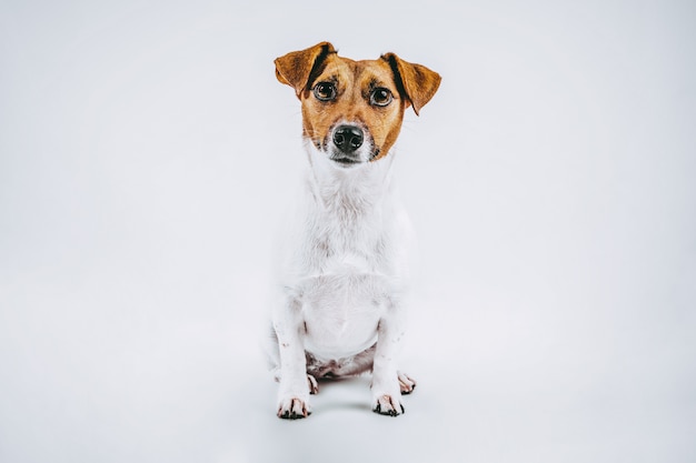 stock photo weißer und brauner Hund der Rasse Jack Russell Medium Flat und Vorderansicht auf Weiß