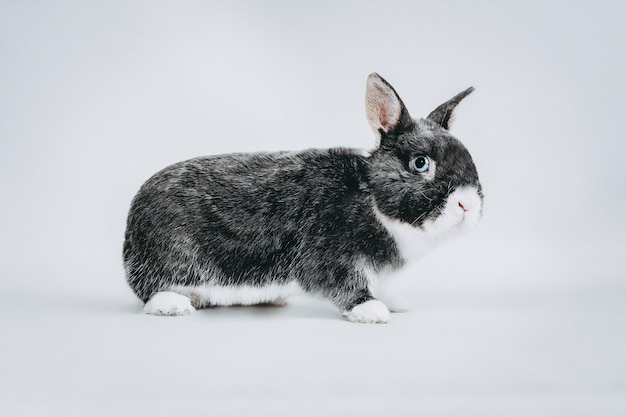 stock photography de conejo blanco y gris en ojos azules blancos