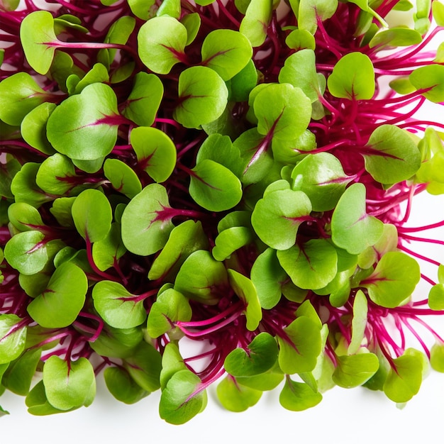 stock de semillas de microgreens