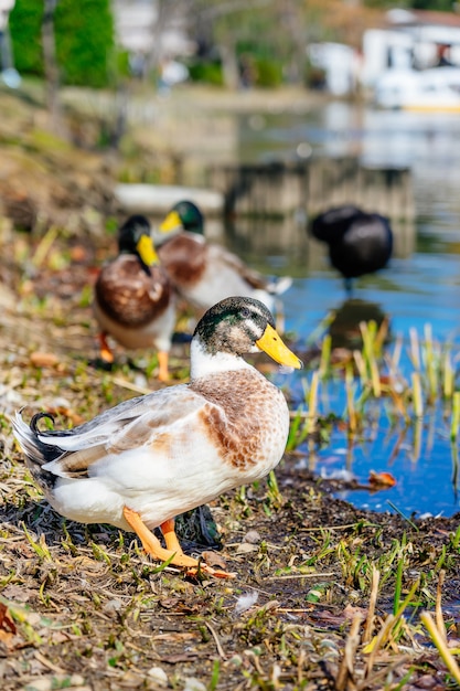 Foto stockente (anas platyrhynchos) am ufer stehend, männliche wildente außerhalb des wassers