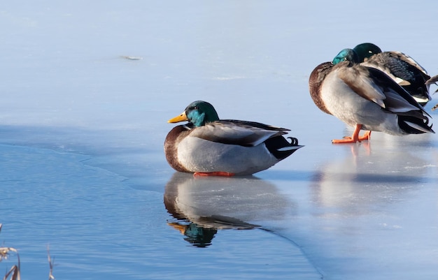 Stockente Anas platyrhynchos An einem frostigen Wintermorgen sitzen Vögel auf dem Eis am Flussufer